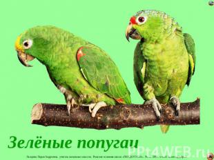Зелёные попугаи