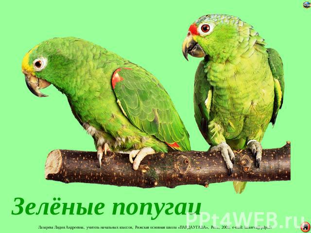 Зелёные попугаи