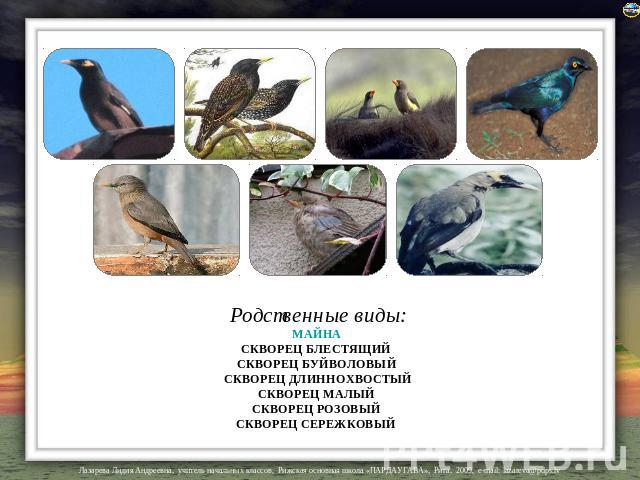 Родственные виды: МАЙНА СКВОРЕЦ БЛЕСТЯЩИЙ СКВОРЕЦ БУЙВОЛОВЫЙ СКВОРЕЦ ДЛИННОХВОСТЫЙ СКВОРЕЦ МАЛЫЙ СКВОРЕЦ РОЗОВЫЙ СКВОРЕЦ СЕРЕЖКОВЫЙ