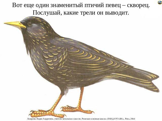 Вот еще один знаменитый птичий певец – скворец. Послушай, какие трели он выводит.