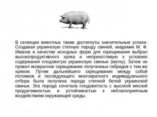 В селекции животных также достигнуты значительные успехи. Создавая украинскую ст