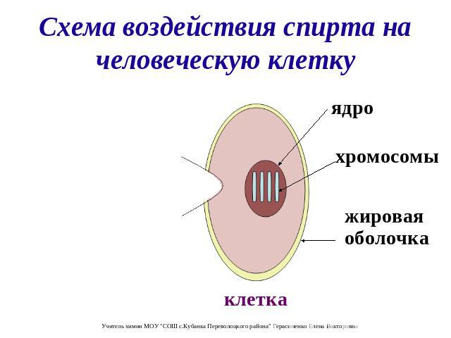 Схема воздействия спирта на человеческую клетку ядро хромосомы жировая оболочка клетка