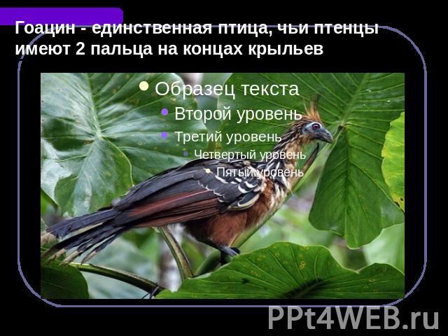 Гоацин - единственная птица, чьи птенцы имеют 2 пальца на концах крыльев