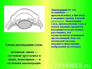 Схема аккомодации глаза: сплошная линия — состояние хрусталика в покое, пунктирн