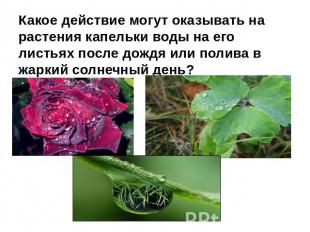 Какое действие могут оказывать на растения капельки воды на его листьях после до