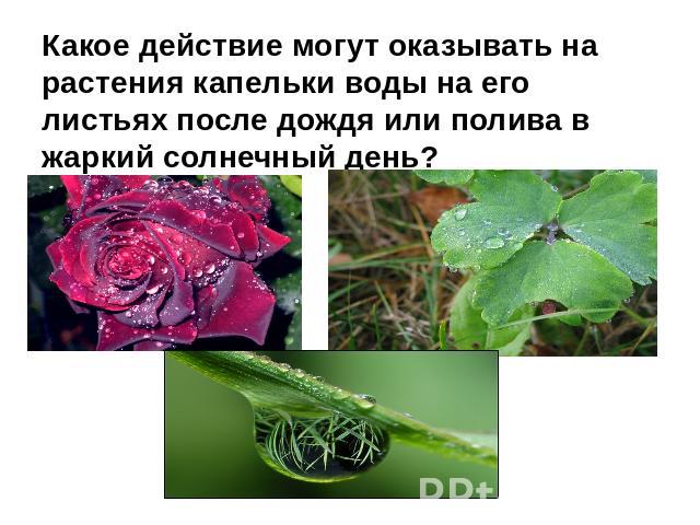 Какое действие могут оказывать на растения капельки воды на его листьях после дождя или полива в жаркий солнечный день?