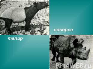 носорог тапир