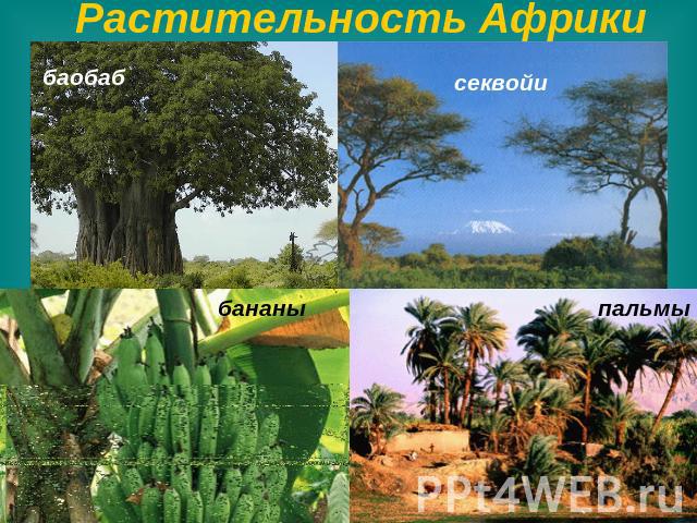 Растительность Африки