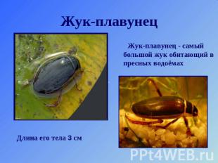 Жук-плавунец Жук-плавунец - самый большой жук обитающий в пресных водоёмах Длина