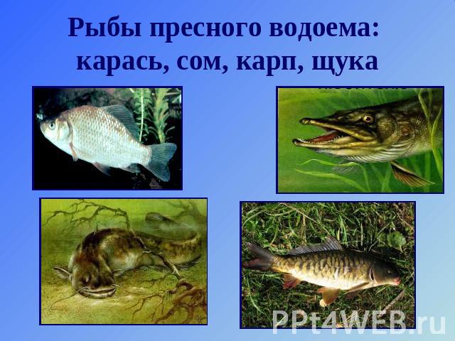 Рыбы пресного водоема: карась, сом, карп, щука