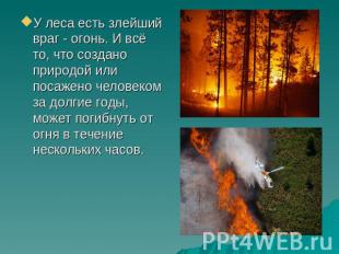 У леса есть злейший враг - огонь. И всё то, что создано природой или посажено че