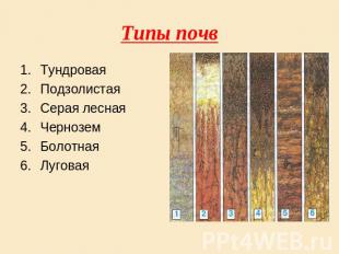 Типы почв Тундровая Подзолистая Серая лесная Чернозем Болотная Луговая