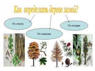 Как определить дерево зимой?