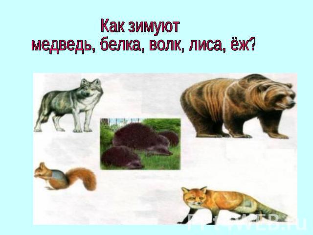 Как зимуют медведь, белка, волк, лиса, ёж?