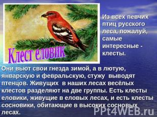 Клест еловик Из всех певчих птиц русского леса, пожалуй, самые интересные - клес