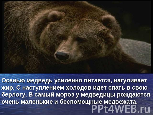 Осенью медведь усиленно питается, нагуливает жир. С наступлением холодов идет спать в свою берлогу. В самый мороз у медведицы рождаются очень маленькие и беспомощные медвежата.