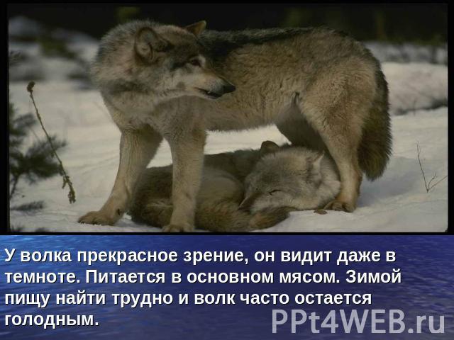 У волка прекрасное зрение, он видит даже в темноте. Питается в основном мясом. Зимой пищу найти трудно и волк часто остается голодным.