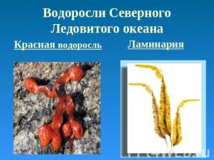 Водоросли Северного Ледовитого океана Красная водоросль Ламинария