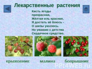 Лекарственные растения Кисть ягоды прекрасная, Жёлтая иль красная, Я достать её