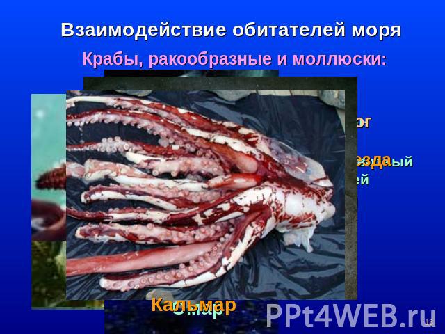 Взаимодействие обитателей моря Крабы, ракообразные и моллюски: