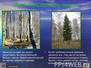 Растительный мир лесов Какой же русский лес можно представить без белоствольной