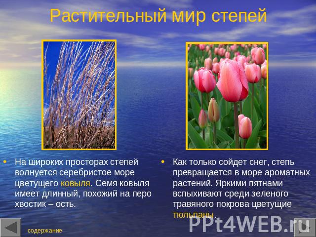 Растительный мир степей На широких просторах степей волнуется серебристое море цветущего ковыля. Семя ковыля имеет длинный, похожий на перо хвостик – ость. Как только сойдет снег, степь превращается в море ароматных растений. Яркими пятнами вспыхива…