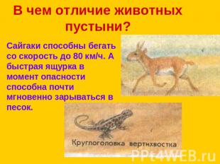 В чем отличие животных пустыни? Сайгаки способны бегать со скорость до 80 км/ч.
