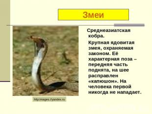 Змеи Среднеазиатская кобра. Крупная ядовитая змея, охраняемая законом. Её характ
