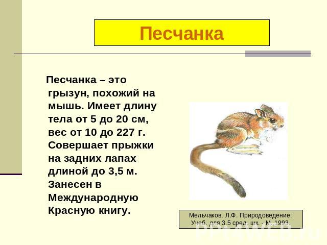 Песчанка Песчанка – это грызун, похожий на мышь. Имеет длину тела от 5 до 20 см, вес от 10 до 227 г. Совершает прыжки на задних лапах длиной до 3,5 м. Занесен в Международную Красную книгу.
