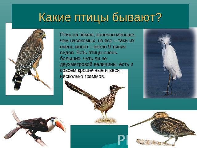 Какие птицы бывают? Птиц на земле, конечно меньше, чем насекомых, но все – таки их очень много – около 9 тысяч видов. Есть птицы очень большие, чуть ли не двухметровой величины, есть и совсем крошечные и весят несколько граммов.