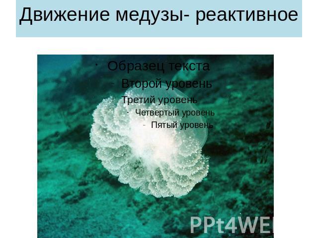 Движение медузы- реактивное