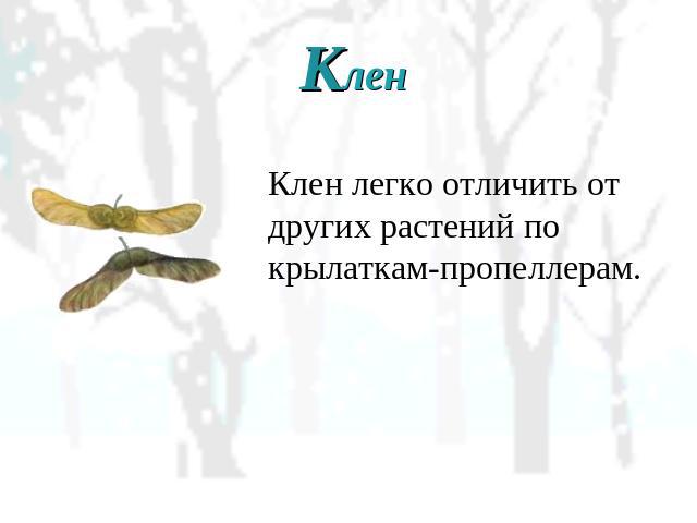 Клен Клен легко отличить от других растений по крылаткам-пропеллерам.