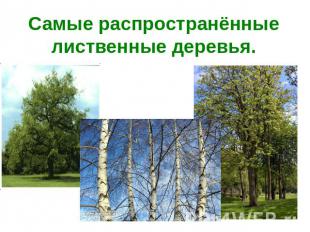 Самые распространённые лиственные деревья.
