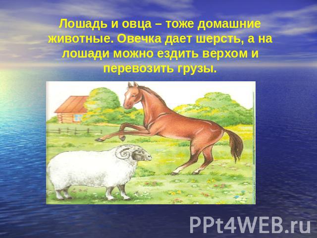 Лошадь и овца – тоже домашние животные. Овечка дает шерсть, а на лошади можно ездить верхом и перевозить грузы.