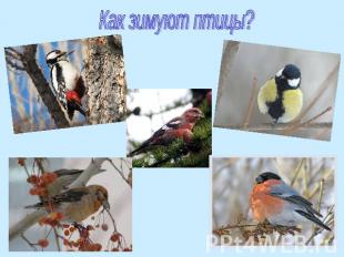Как зимуют птицы?