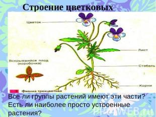 Строение цветковых растений. Все ли группы растений имеют эти части? Есть ли наи