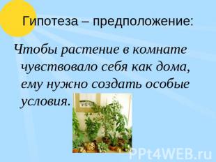 Гипотеза – предположение: Чтобы растение в комнате чувствовало себя как дома, ем
