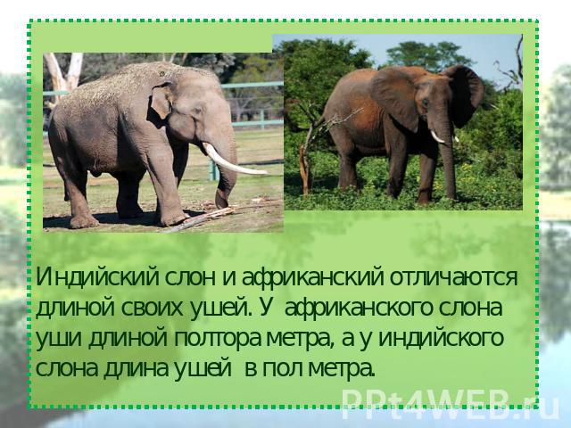 Индийский слон и африканский отличаются длиной своих ушей. У африканского слона уши длиной полтора метра, а у индийского слона длина ушей в пол метра.
