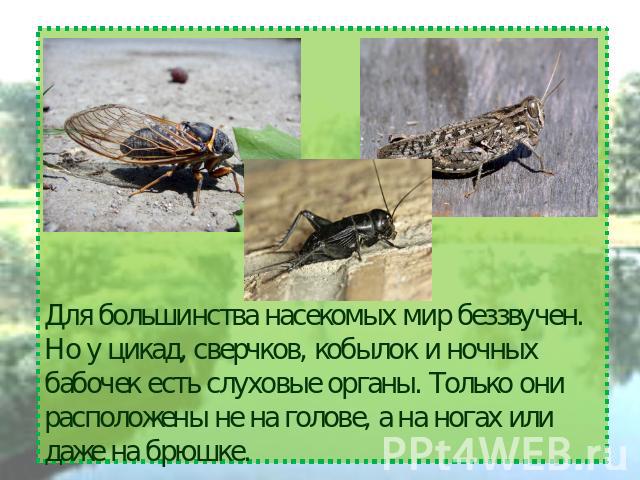 Для большинства насекомых мир беззвучен. Но у цикад, сверчков, кобылок и ночных бабочек есть слуховые органы. Только они расположены не на голове, а на ногах или даже на брюшке.