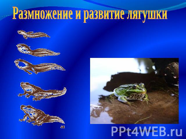 Размножение и развитие лягушки
