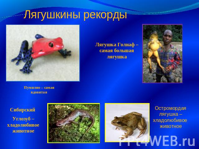 Лягушкины рекорды Лягушка Голиаф – самая большая лягушка Пумилио – самая ядовитая Сибирский Углозуб – хладолюбивое животное Остромордая лягушка – хладолюбивое животное