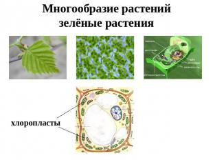Многообразие растенийзелёные растения