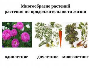 Многообразие растенийрастения по продолжительности жизни