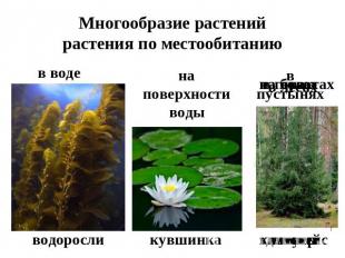 Многообразие растенийрастения по местообитанию