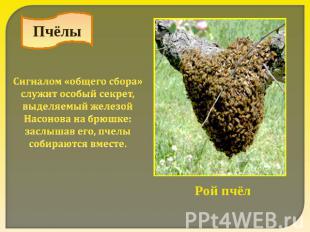 Пчёлы Сигналом «общего сбора» служит особый секрет, выделяемый железой Насонова