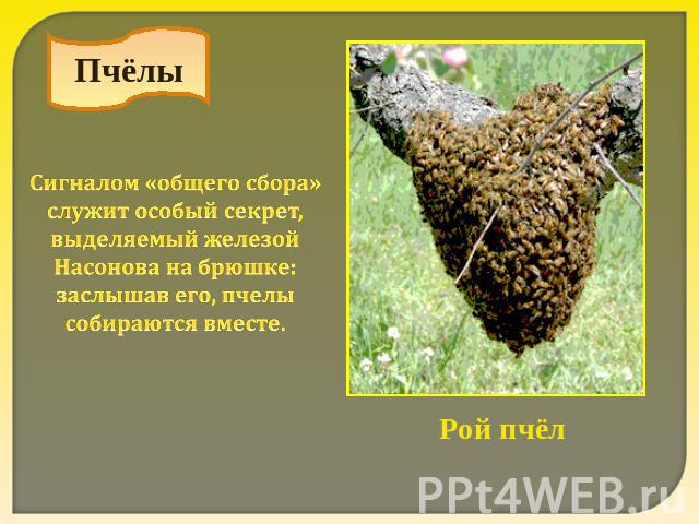 Пчёлы Сигналом «общего сбора» служит особый секрет, выделяемый железой Насонова на брюшке: заслышав его, пчелы собираются вместе. Рой пчёл