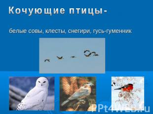 Кочующие птицы- белые совы, клесты, снегири, гусь-гуменник