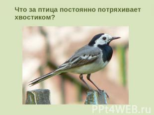Что за птица постоянно потряхивает хвостиком?