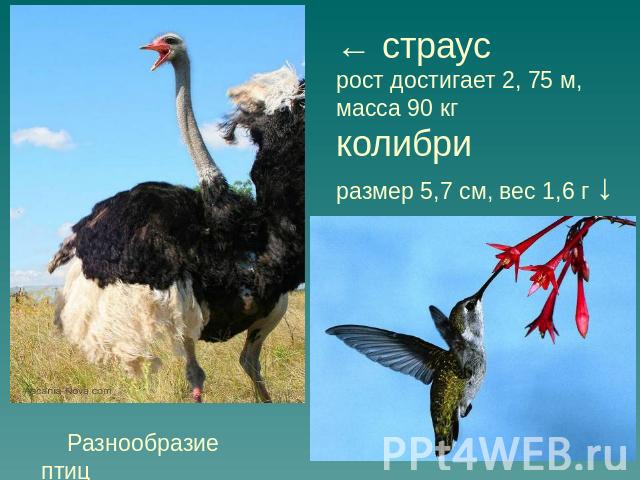 ← страус рост достигает 2, 75 м, масса 90 кгколибри размер 5,7 см, вес 1,6 г ↓