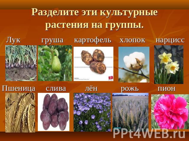 Разделите эти культурные растения на группы.